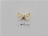 藏品(尺蛾249)的圖片